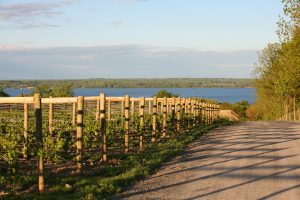 Lagrein vines at Red Tail Ridge, where Nancy Irelan and Mike Schnelle have paid special attention to lesser-known red grapes like  Teroldego, Lagrein, Dornfelder, and Blaufränkisch.