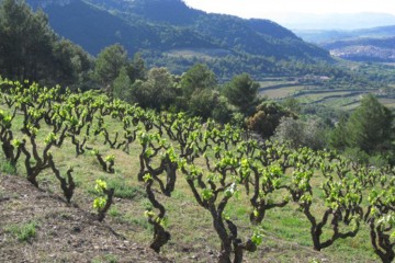 Priorat Vineyards