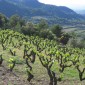 Priorat Vineyards