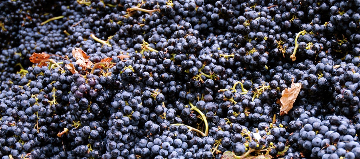 Central Valley Harvest