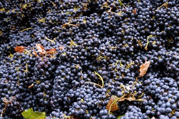 Central Valley Harvest