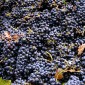 Central Valley Harvest